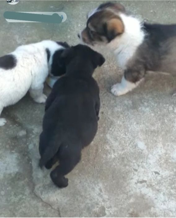 Donez trei catei  doua femele și un mascul