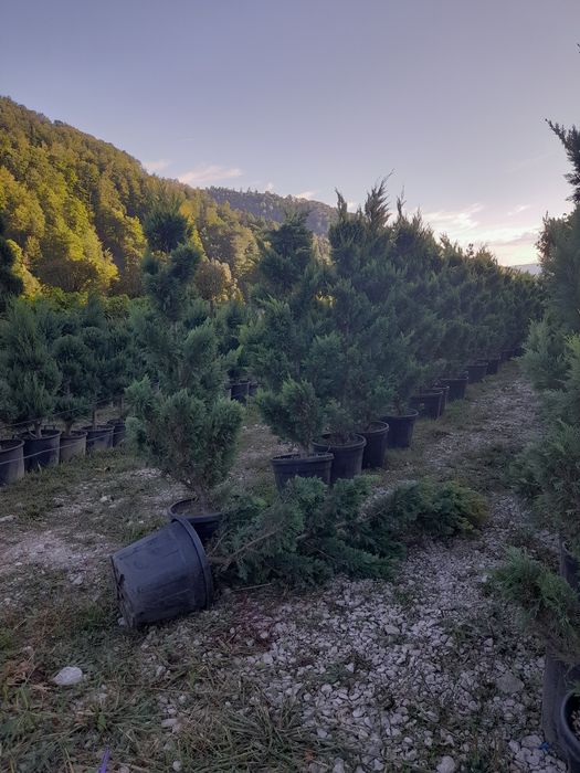 Tuia,mesteacăn,tei,arțar,