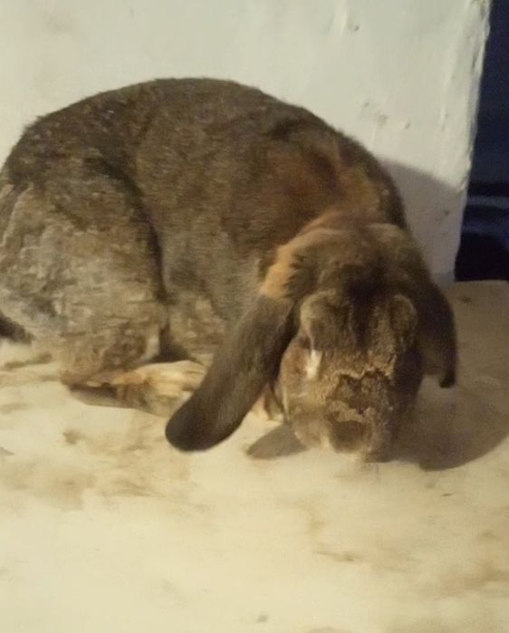 Қойан қойан қойан