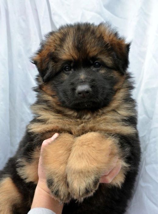 Продаются щенки нем авчарки