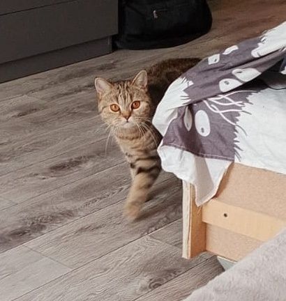 Отдам кошку даром