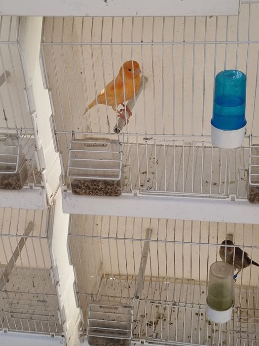 Vând canari  150 perechia