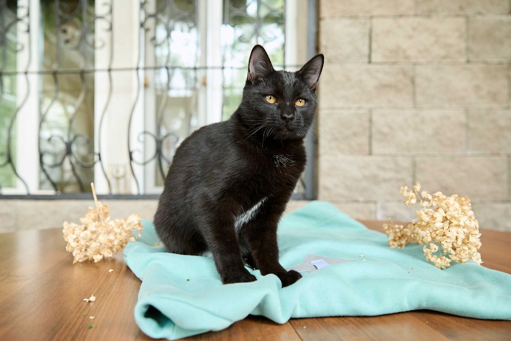 Молодой котик, мальчик, 8 месяцев