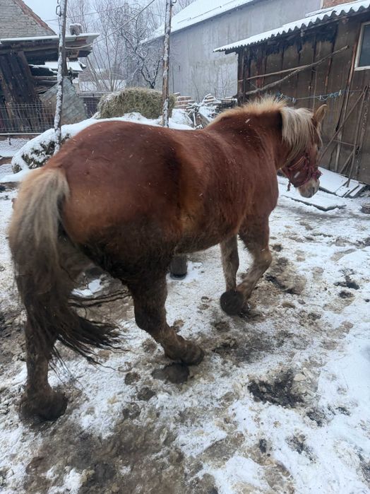 Vând mânză roaibă