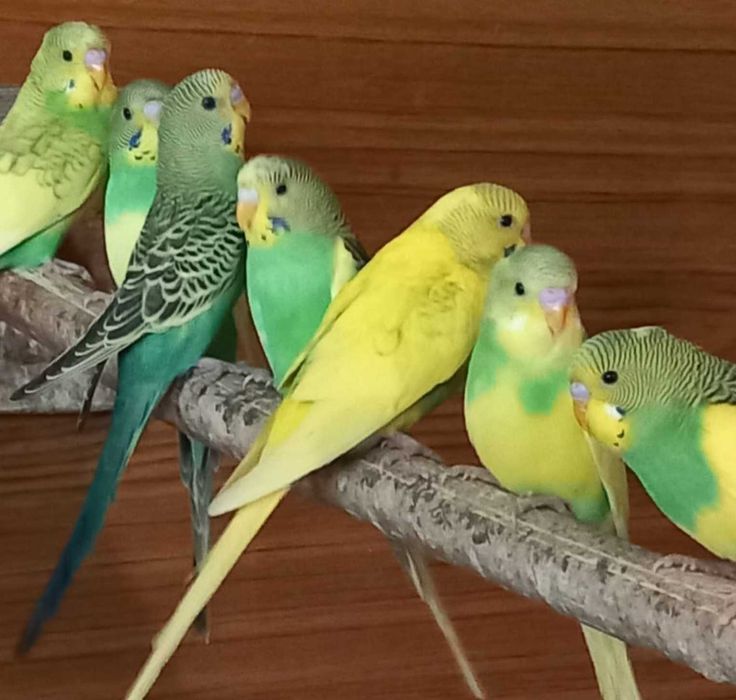 Попугайчики волнистые