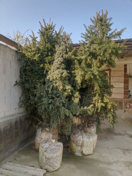 Арча галобой ел ун беш йилик беш туп яхши холатда саклансотил