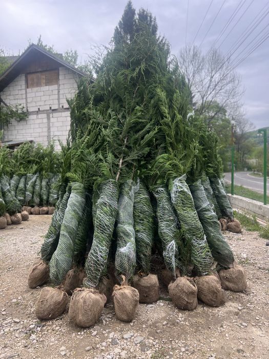Chiparos leylandii 2-3 m livram oriunde in tara
