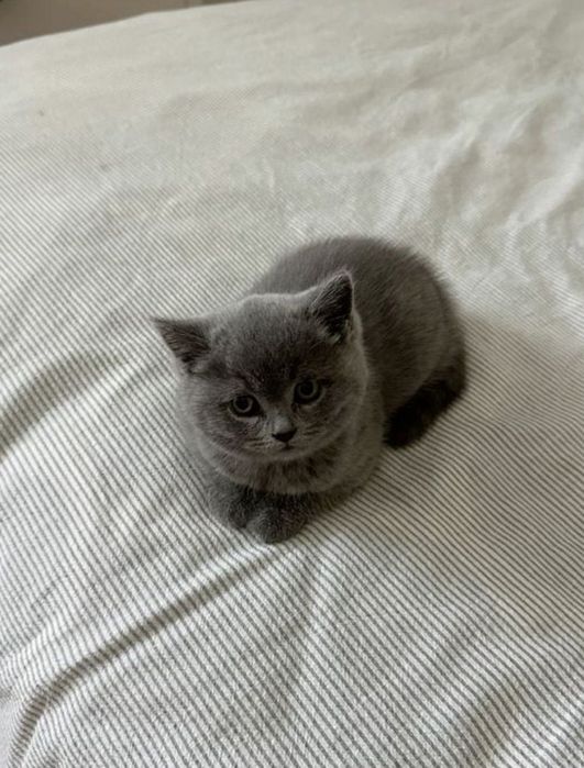 Продается котята