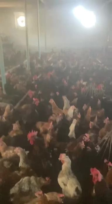 Qora qizil ok rangli xonaki uy tovuqlari sotiladi abyom va donaga