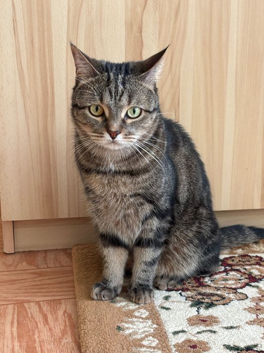 отдаем кошку в добрые руки