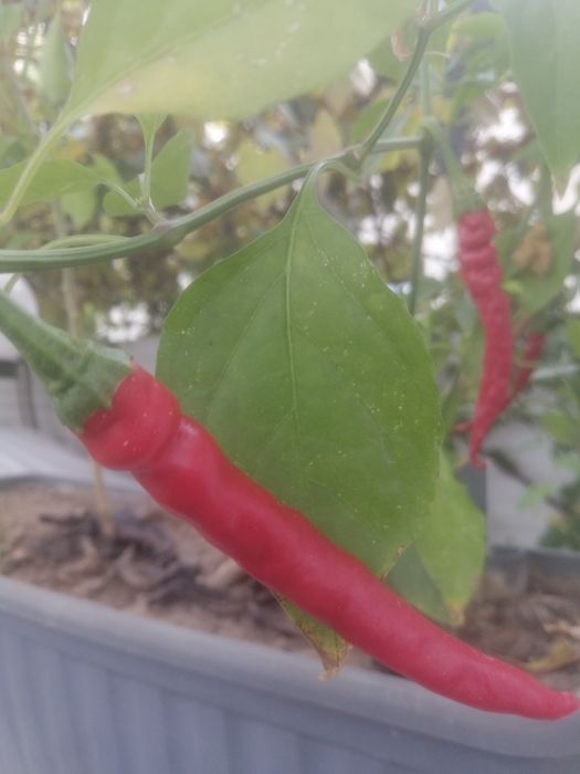 Ardei iute chilli în jardiniera