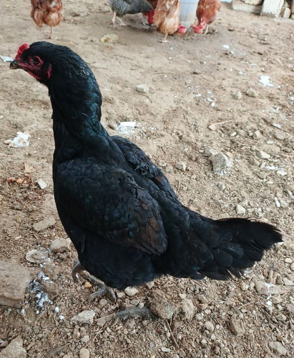 Продам курей и один петух.