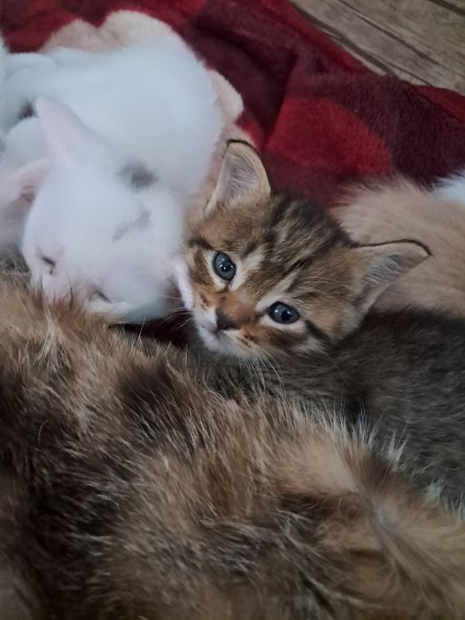 шотландский мушук болалари