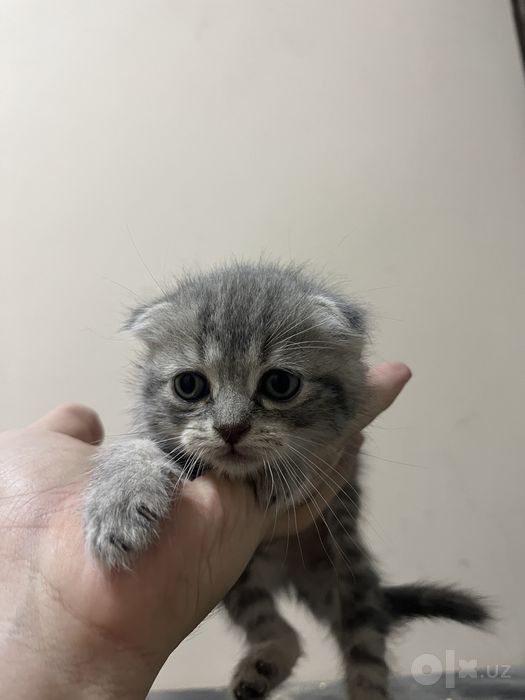 Котёнок Скотиш фолд