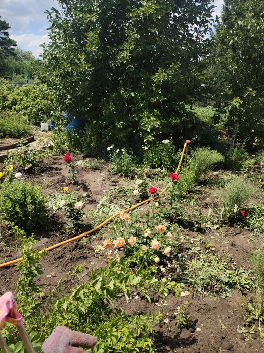 продается дача общества натуралист