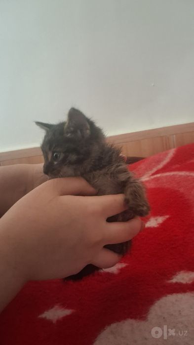 Damashniy mushuk bolasi