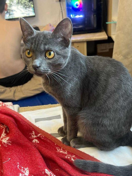 Котёнок породы Корат