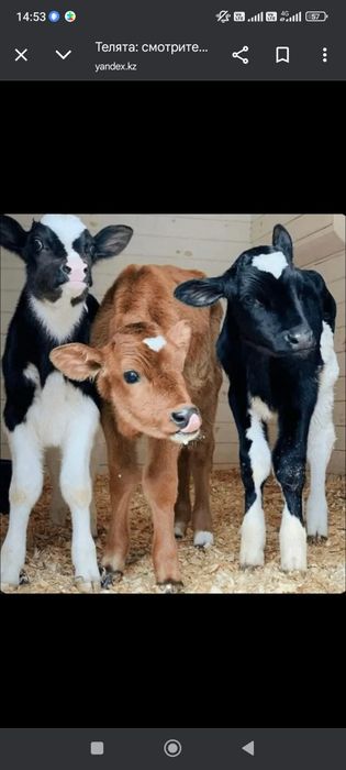 Продам телят звоните