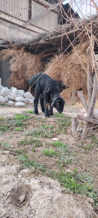 Ona bola qoʻy sotiladi