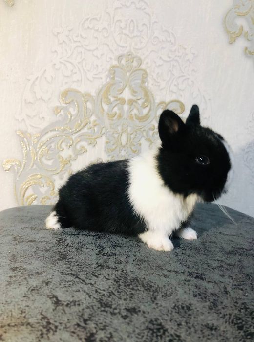 Karlikoviy quyonlar sotiladi