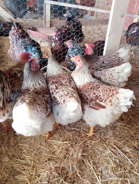 Vând ouă pentru incubat de wyandotte splash