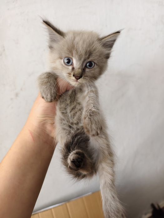 Отдам котят мальчики