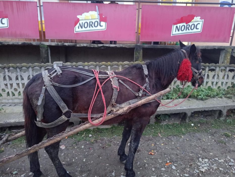 Iapă de vânzare  de 7 ani merge la căruță