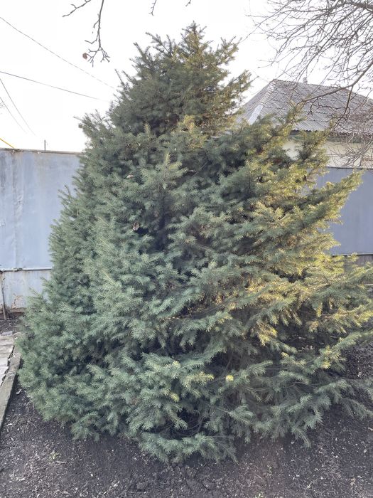 Елки продается отличные