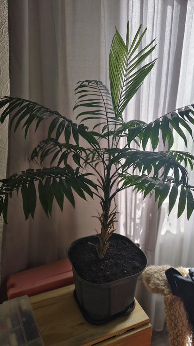 Хамедорея цветущая 6-7 лет