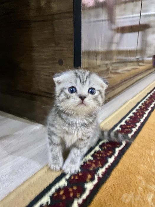 продаются котята 1,5месяцев