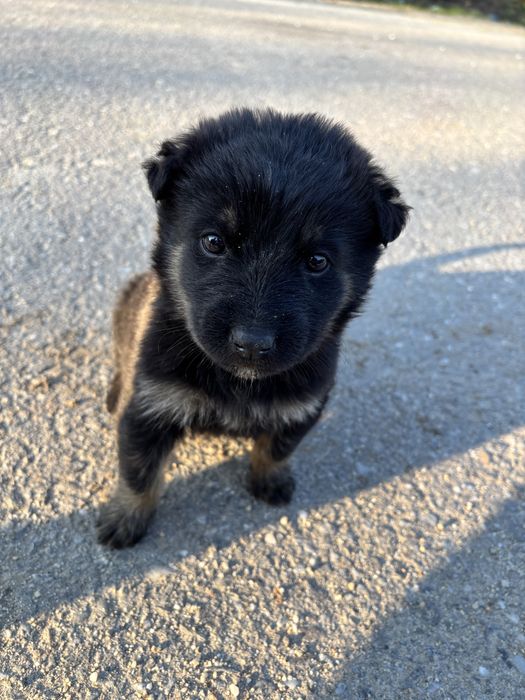 Caine metis(lup) pentru adoptie