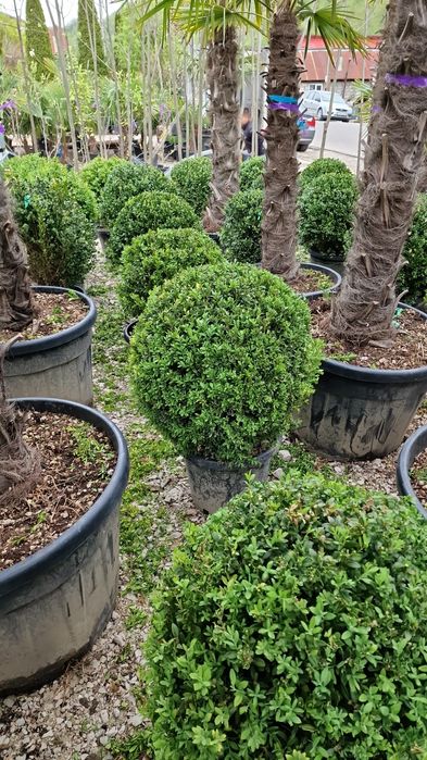 Vand buxus glob mai multe dimensiuni