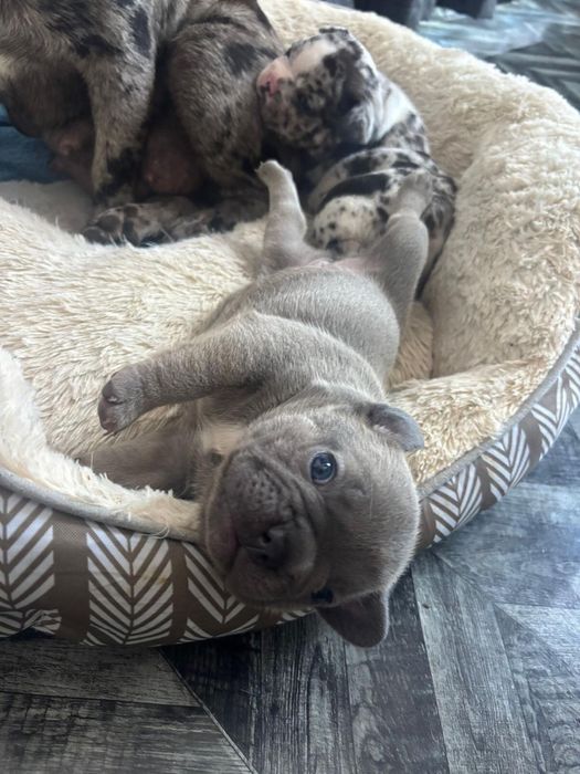 Bulldog Francez Blue-Femela
