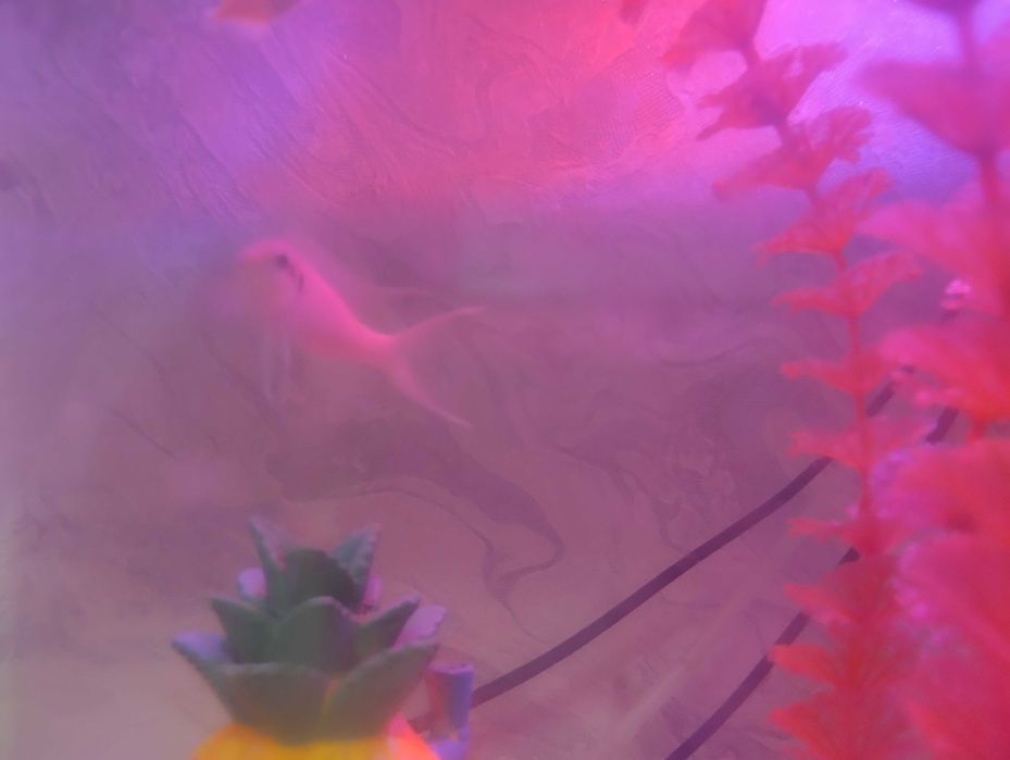 Аквариумные рыбки прицесса бурунди