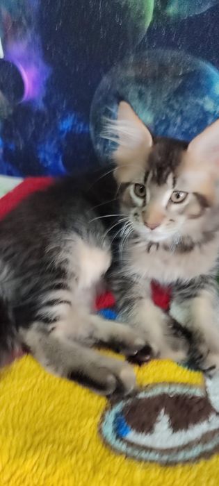 Продам котенка мальчика Мейн-Кун. С документами.