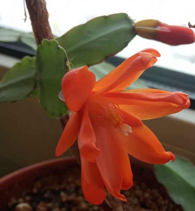 Коледниче/ Шлумбергера ЖЪЛТО,оранжево,бяло,розово,цикламено,червено