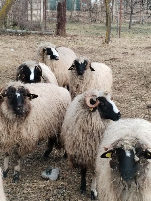 Noatine, caută alt stăpân.