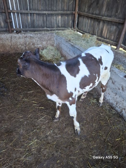 Vand vitele bălțate