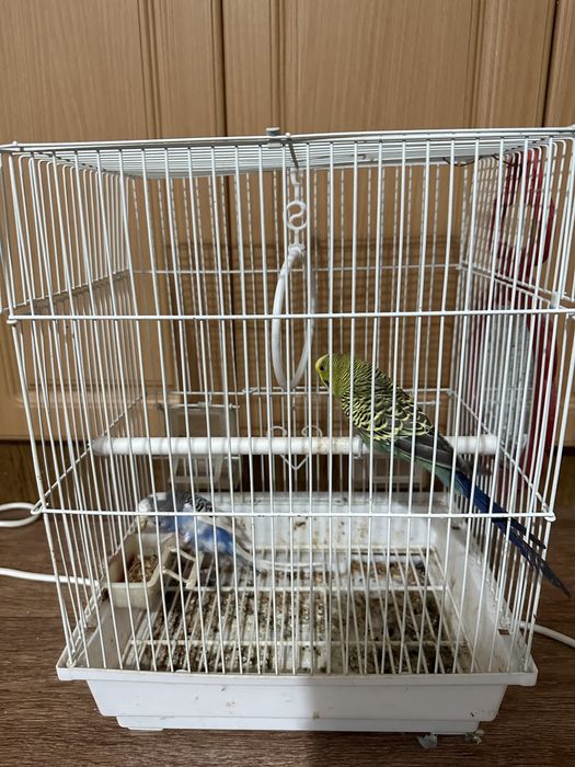 Попугай, попугай, попугай волнистые