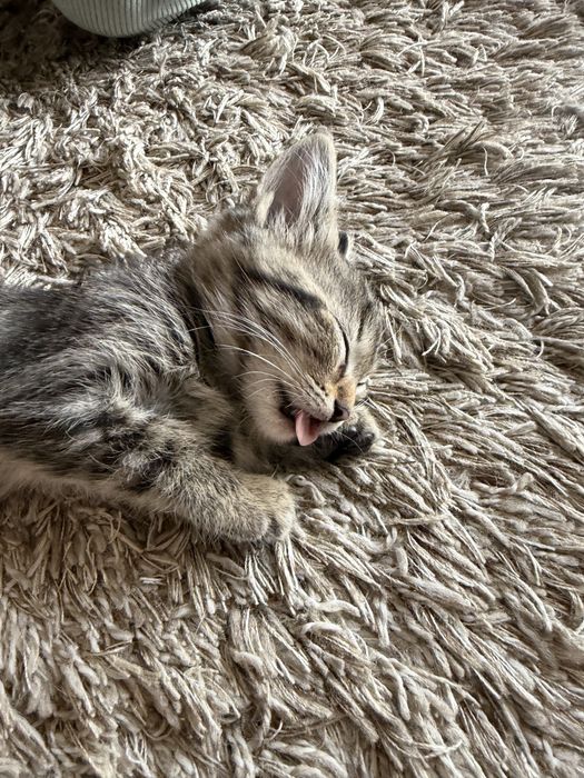 Котенок ищет дом