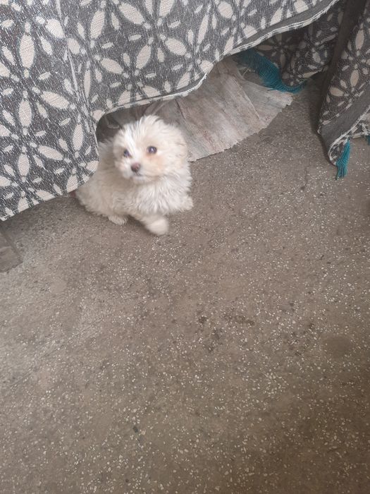 Donez cățelușă frumoasă