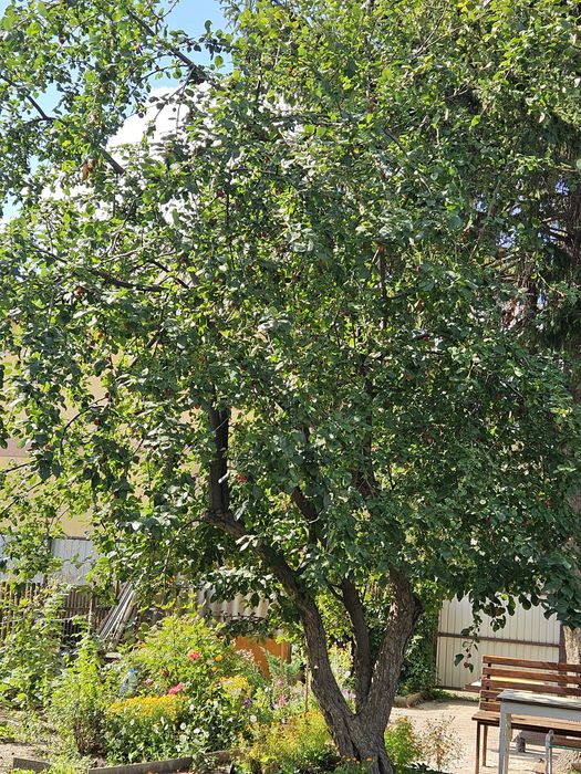 Продам дачный участок