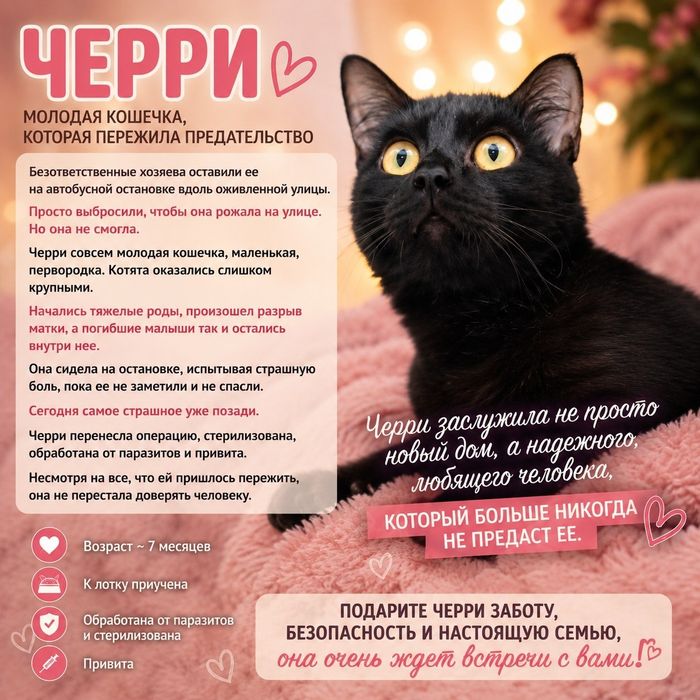 Молодая кошечка в добрые руки.