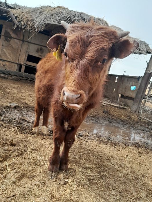 Еркек бұқашық баспақтар сатылады