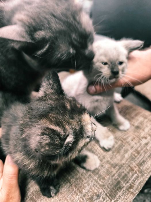 Отдам котят в добрые руки