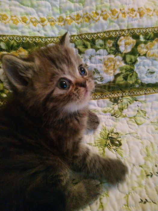 Продам котёнка экзот