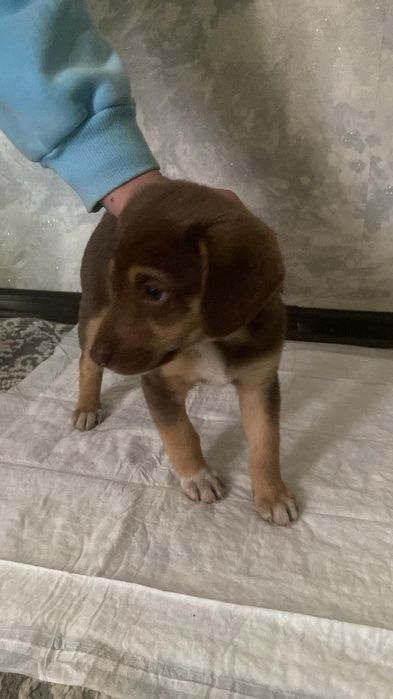 Щенок девочка помесь