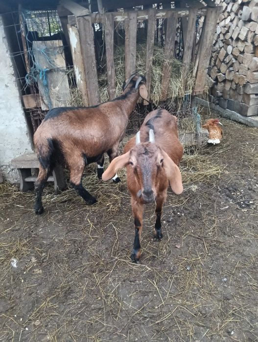 Capre metiș anglonubian -alpin francez