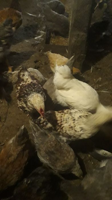 Үй тауықтары сатылады