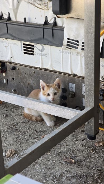 Отдам котят в хорошие руки